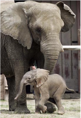 The big and the Baby elephant