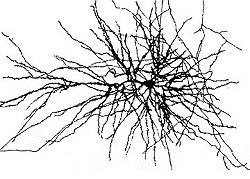 neuron